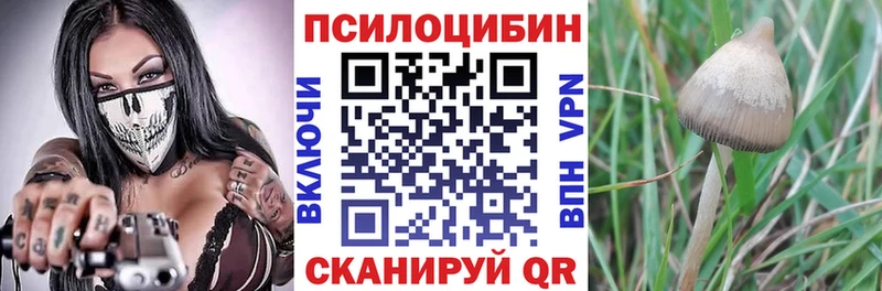 Галлюциногенные грибы Psilocybe  цена   Медынь 